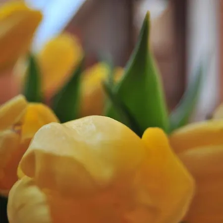 Appartement Misiaga *